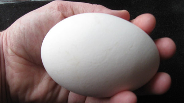 5 tác dụng của trứng ngỗng đối với sức khỏe cả nhà