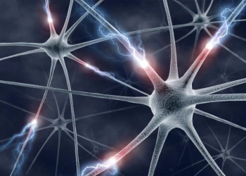 Tìm ra neuron thần kinh kiểm soát nhịp sinh học của cơ thể