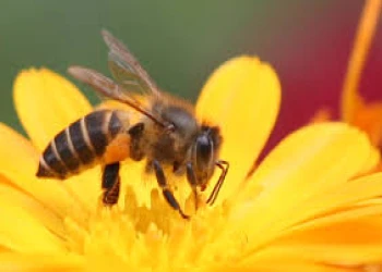 Ong: giúp chống kháng thuốc kháng sinh và điều trị HIV
