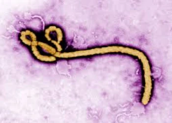 Trẻ em dễ nhiễm ebola hơn