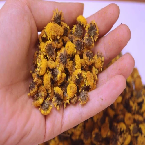 Hoa cúc vàng khô - vị thuốc dành thanh nhiệt giải độc hiệu quả