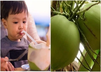 Cùng tìm hiểu: Trẻ bị sốt uống nước dừa được không?